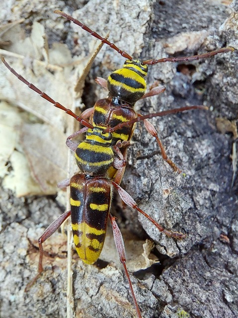 Plagionotus detritus - sárgafarú darázscincér