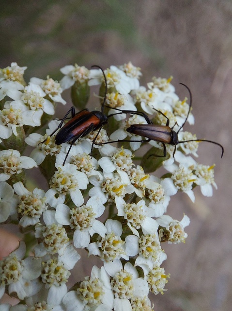 Stenurella melanura - feketevégű karcsúcincér