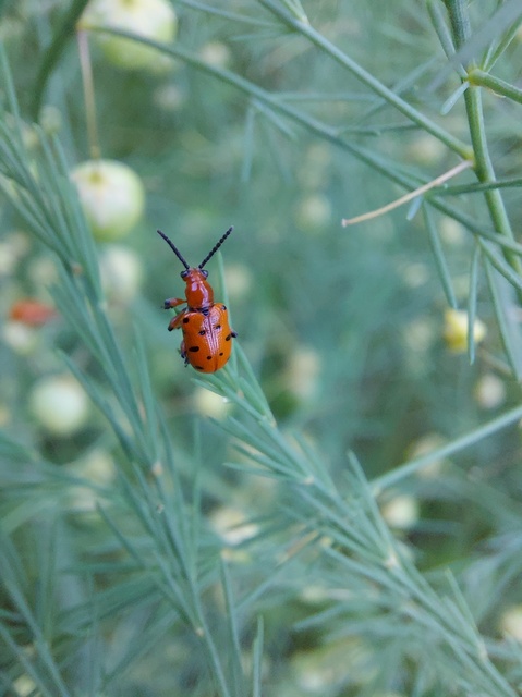 Crioceris duodecimpunctata - tizenkétpontos spárgabogár