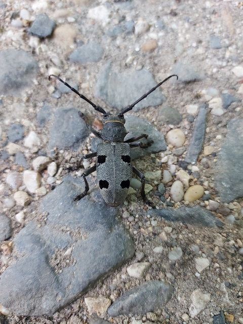 Morimus asper funereus - gyászcincér