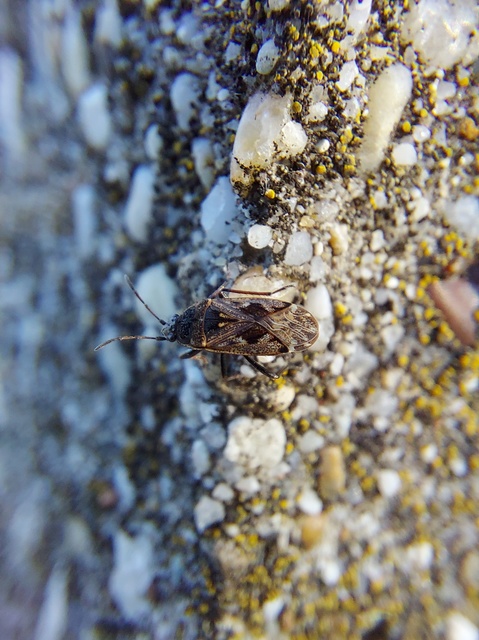 Sphragisticus nebulosus - foltos bodobács
