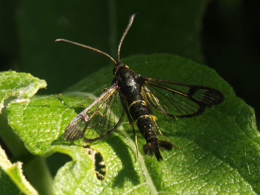 Sesiidae - szitkárfélék
