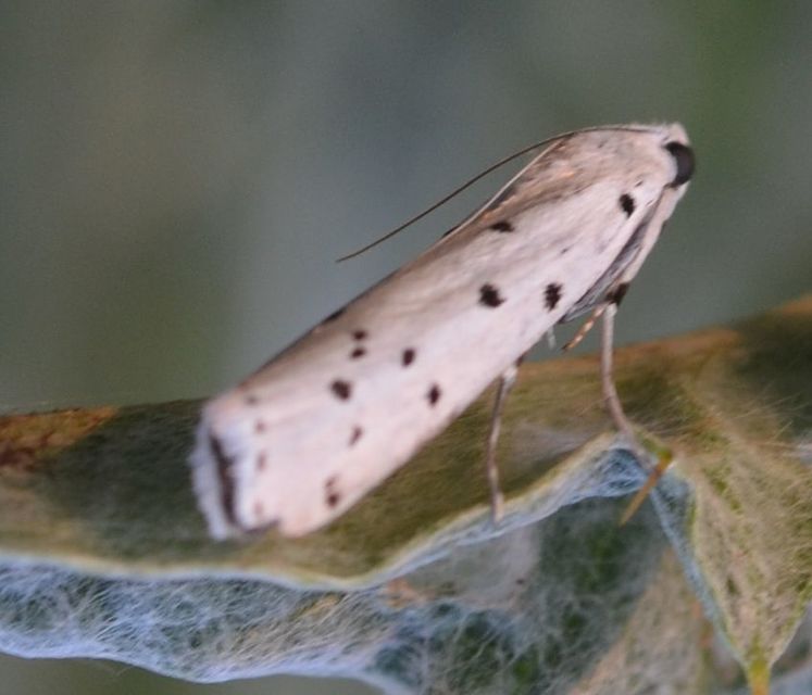 Myelois circumvoluta - pettyes karcsúmoly