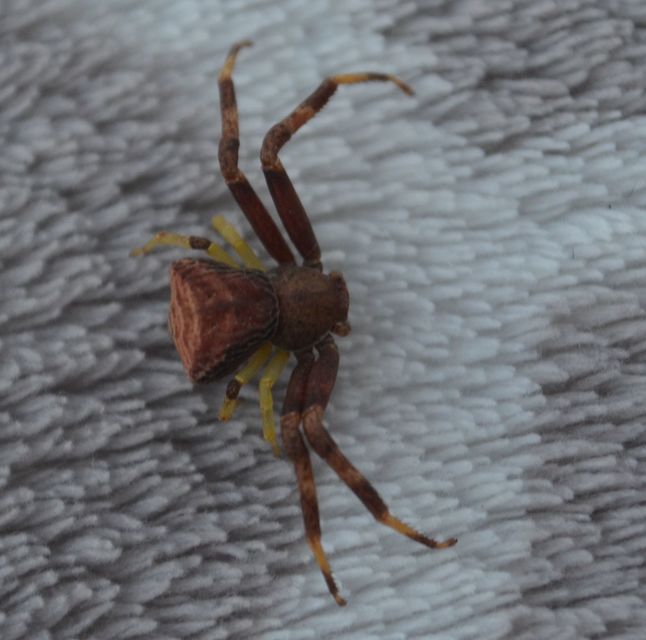 Pistius truncatus - csonka karolópók
