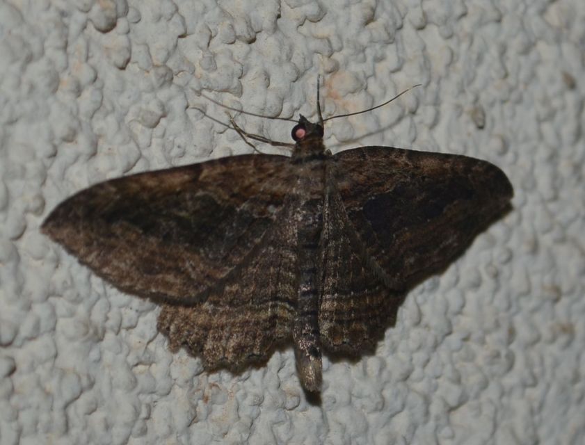 Philereme transversata - varjútövis-araszoló