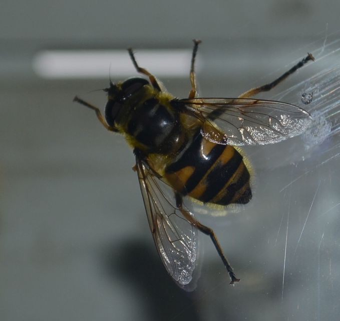 Myathropa florea - halálfejes odúlégy