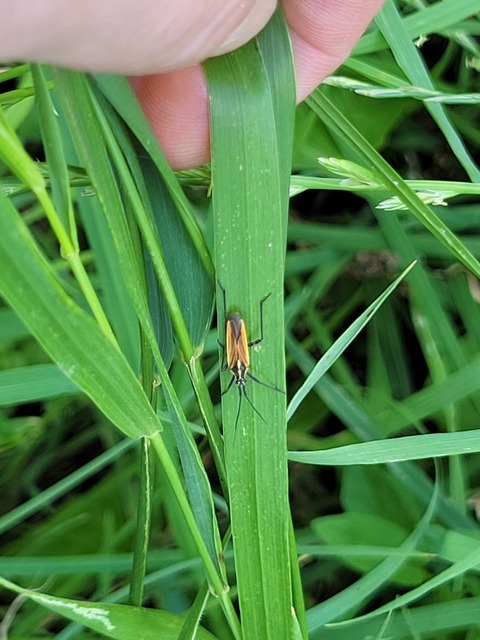 Leptopterna dolabrata - közönséges mezeipoloska