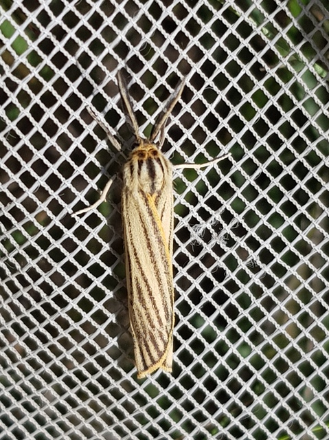 Spiris striata - csíkos molyszövő