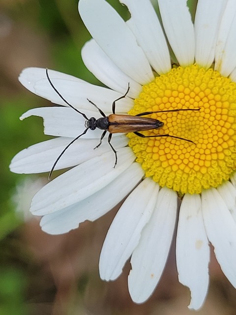 Stenurella melanura - feketevégű karcsúcincér