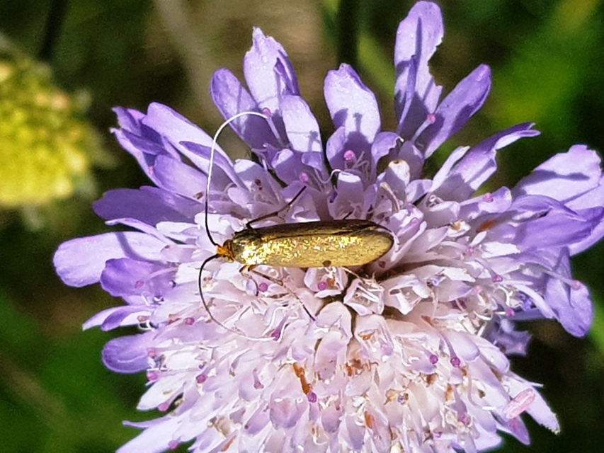 Nemophora metallica - fémszínű tőrösmoly