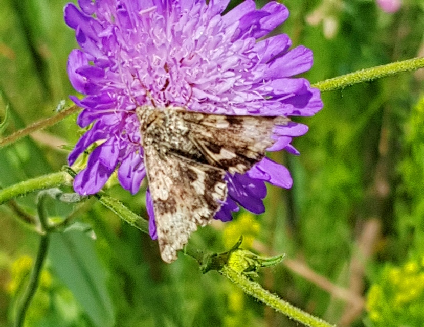 Heliothis adaucta - somkóróbagoly