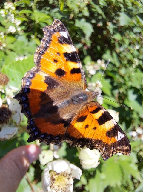 Nymphalis urticae - kis rókalepke