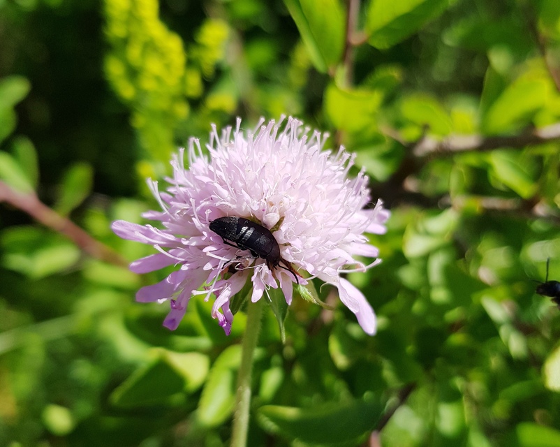 Podonta nigrita - szerecsenbogár