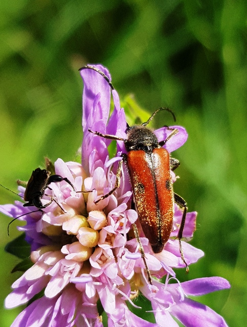 Vadonia unipunctata - kétpettyes virágcincér