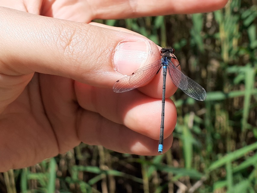 Erythromma najas - nagy pirosszemű-légivadász