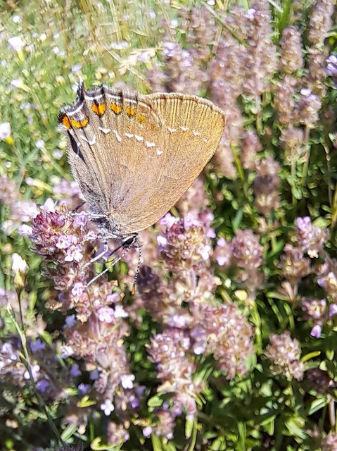 Satyrium ilicis - tölgyfa-csücsköslepke