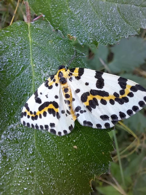 Abraxas grossulariata - köszméte-araszoló