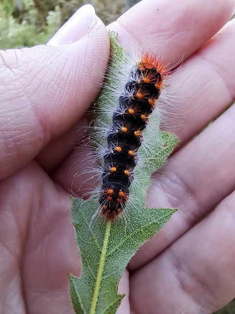 Acronicta auricoma - aranyos szigonyosbagoly