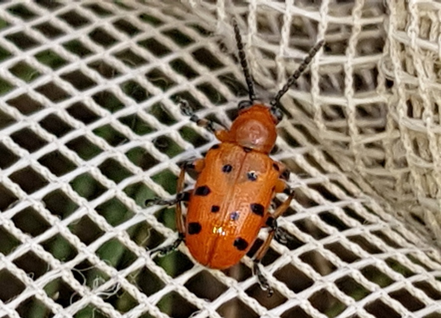 Crioceris duodecimpunctata - tizenkétpontos spárgabogár
