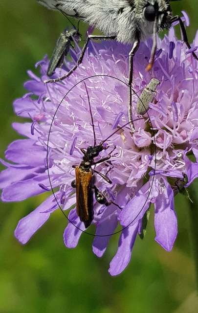 Oedemera femorata - sárgahátú álcincér
