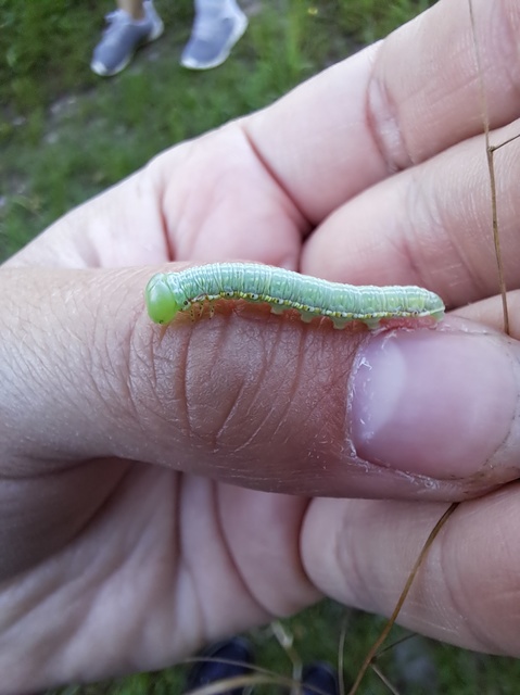 Drymonia dodonea - bélyeges púposszövő