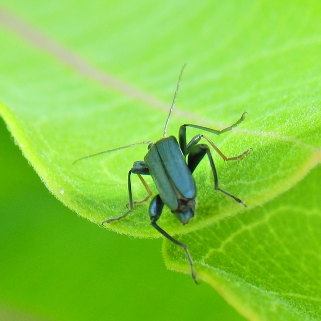 Oedemera croceicollis - pirostorú álcincér