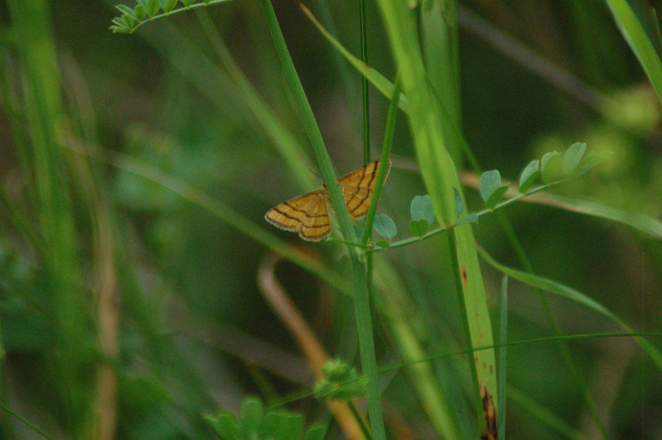 Idaea aureolaria - aranyos sávosaraszoló