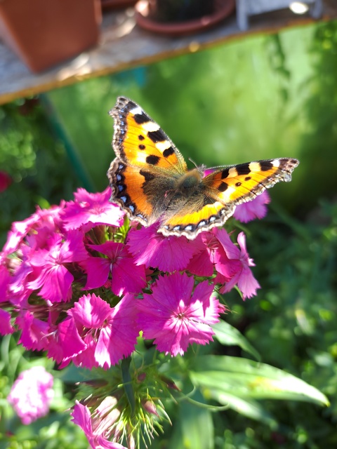 Nymphalis urticae - kis rókalepke