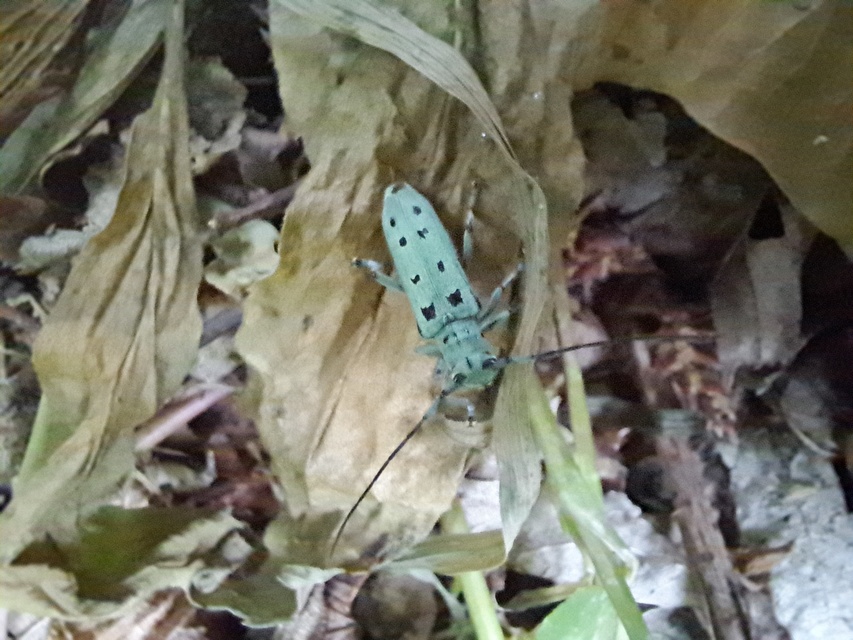 Saperda octopunctata - nyolcpontos cincér
