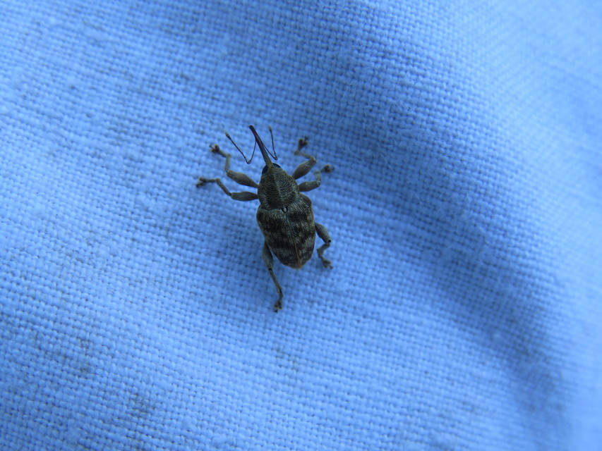 Curculio venosus - tarajos zsuzsóka