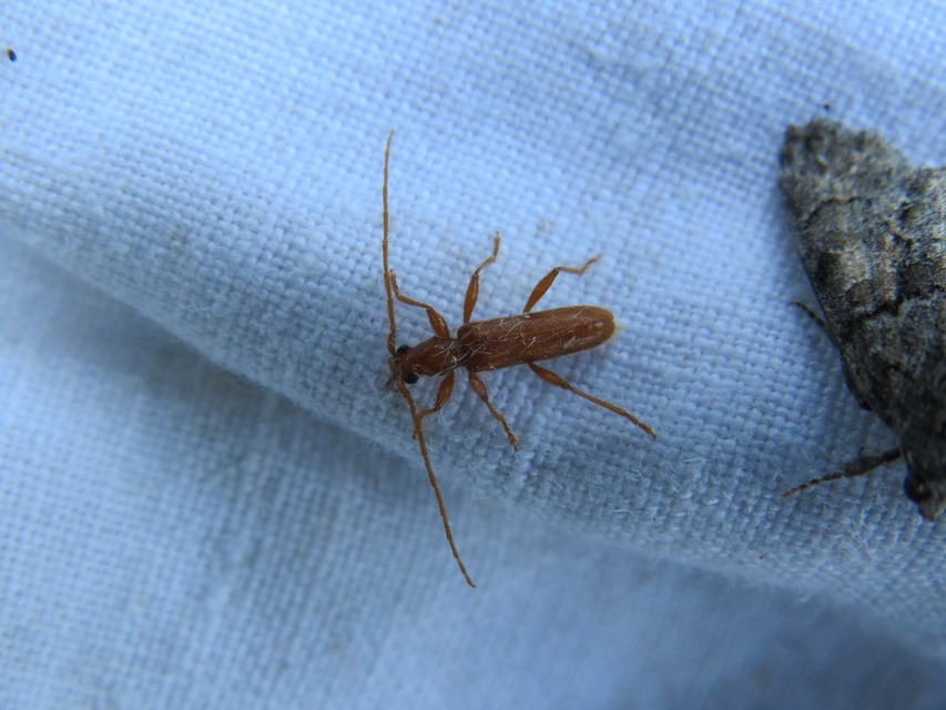Axinopalpis gracilis - kecses selymescincér