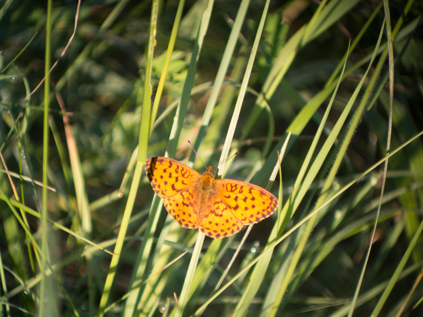 Brenthis daphne - málna-gyöngyházlepke
