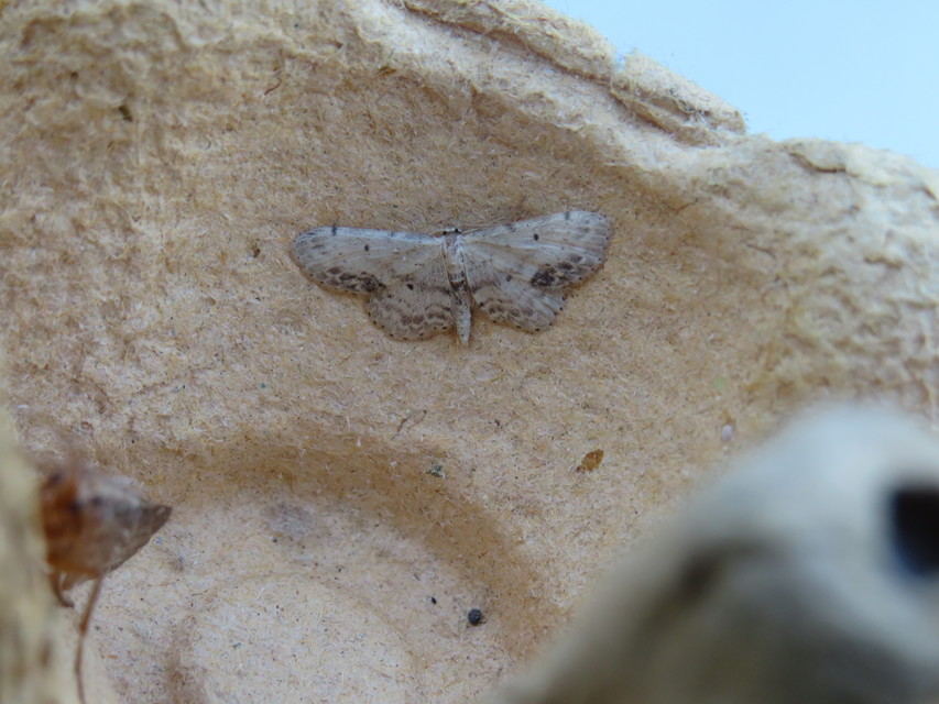 Idaea dimidiata - gyakori apróaraszoló