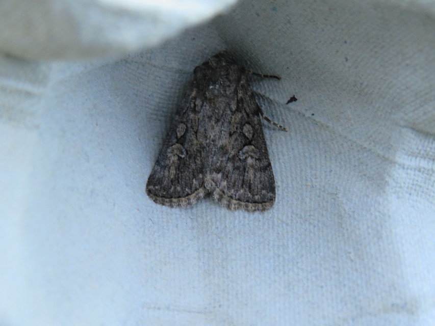 Dichagyris forcipula - szürkésbarna földibagoly