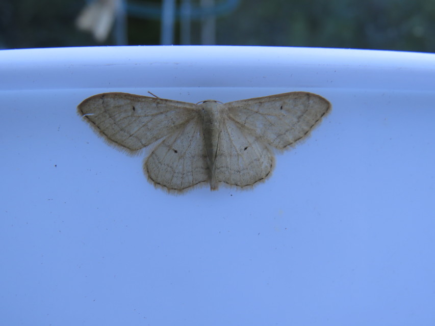 Idaea straminata - szalmasárga sávosaraszoló