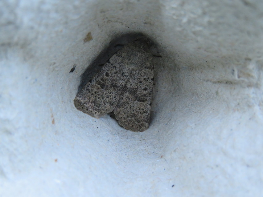 Hoplodrina respersa - bogáncs-selymesbagoly