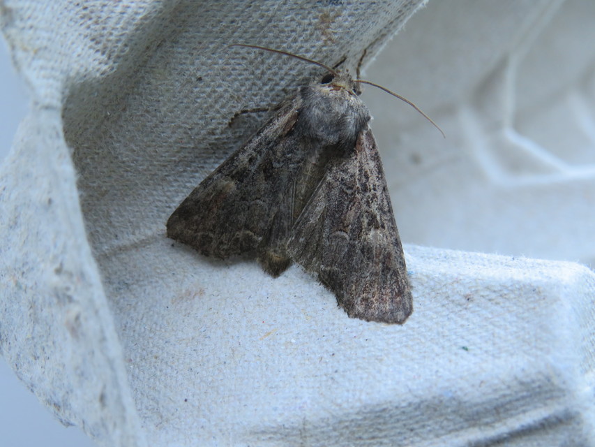 Lacanobia amurensis - homoki kertibagoly