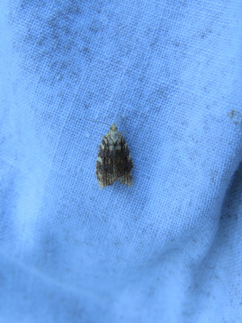 Aleimma loeflingiana - tölgylevél-sodrómoly Aleimma loeflingiana - tölgylevél-sodrómoly