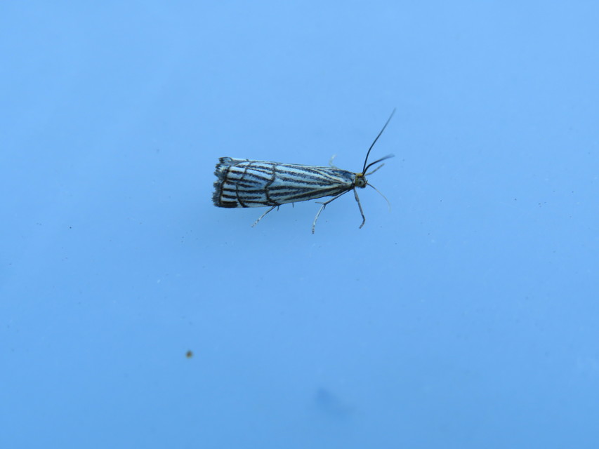 Chrysocramboides craterella - rácsos fűgyökérmoly
