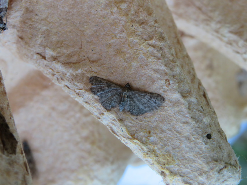 Eupithecia haworthiata - rozsdástestű törpearaszoló
