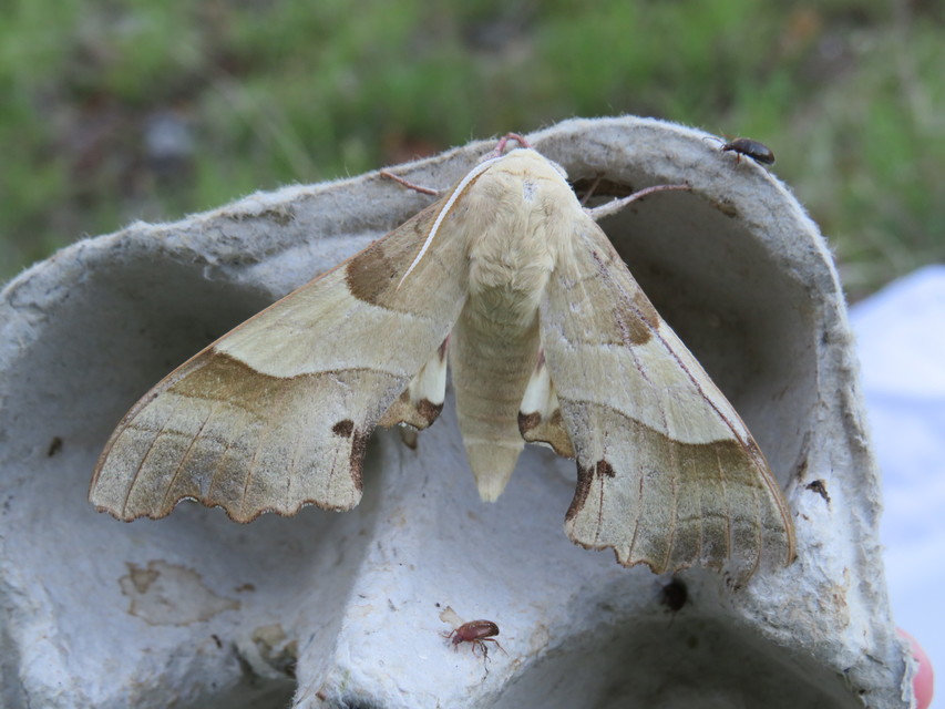 Marumba quercus - tölgyfaszender