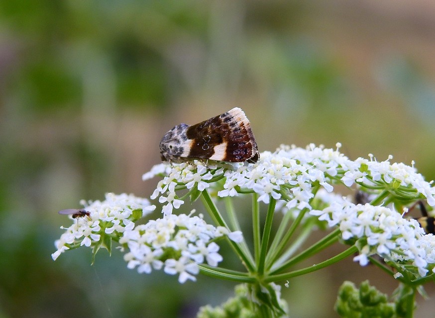 Acontia lucida - fehér nappalibagoly
