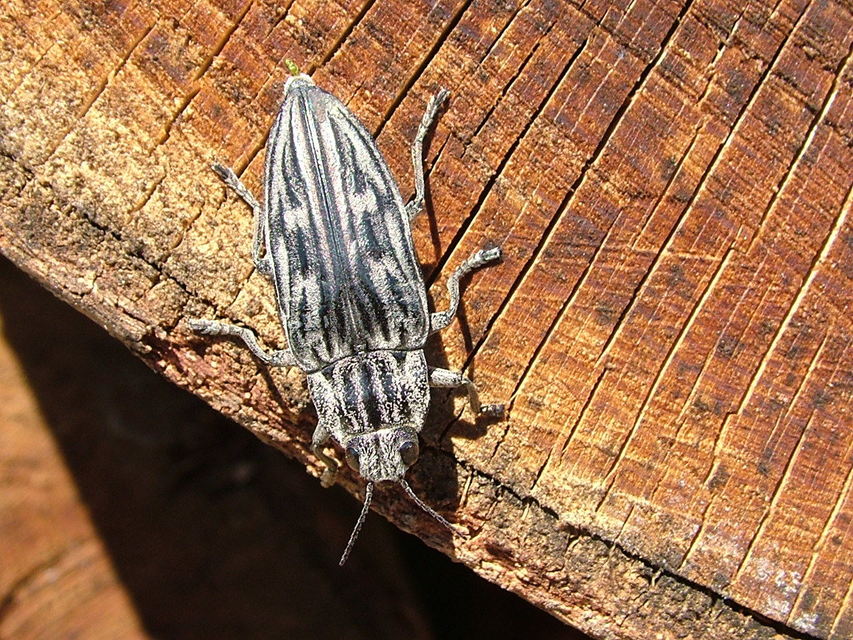 Chalcophora mariana - nagy fenyvesdíszbogár