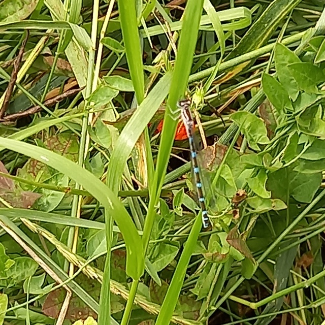 Coenagrion ornatum - díszes légivadász