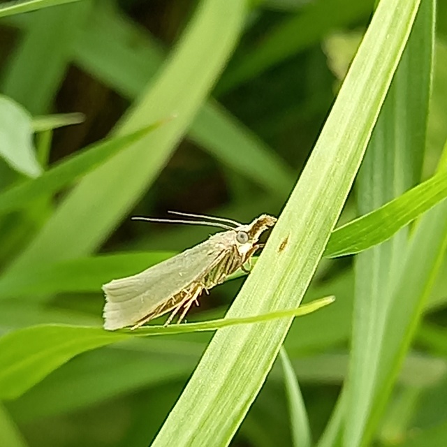 Crambus perlella - gyöngyházas fűgyökérmoly