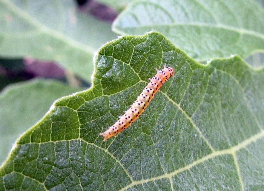 Choreutis nemorana - füge-levélmoly