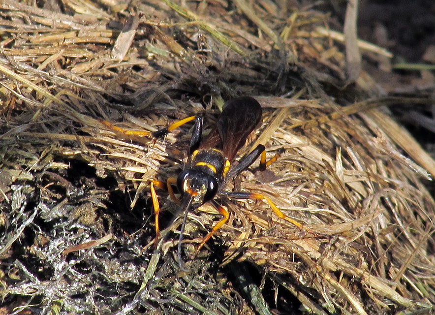 Sceliphron caementarium - feketenyelű lopódarázs