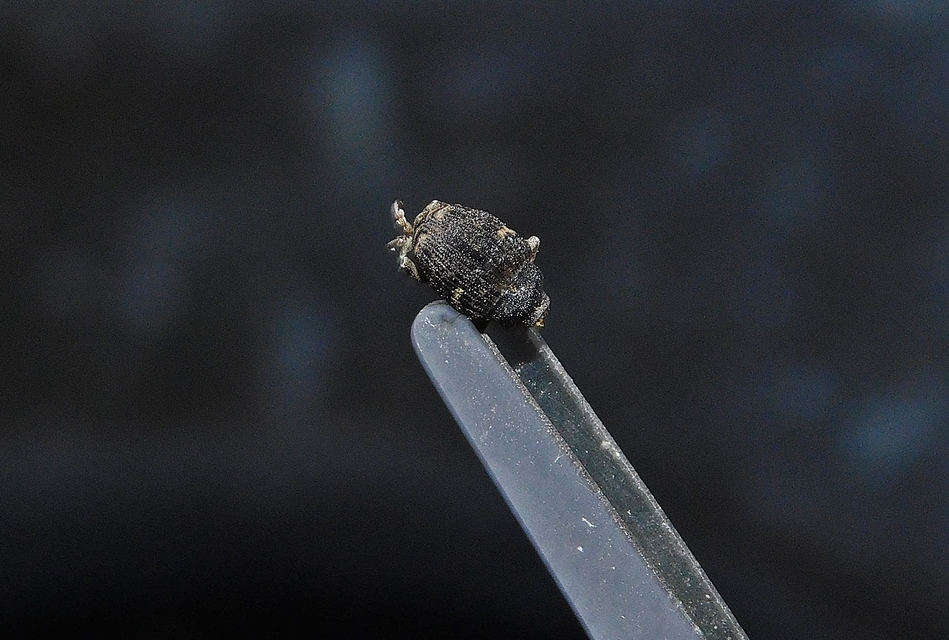 Thamiocolus viduatus - barnás fésűsormányos