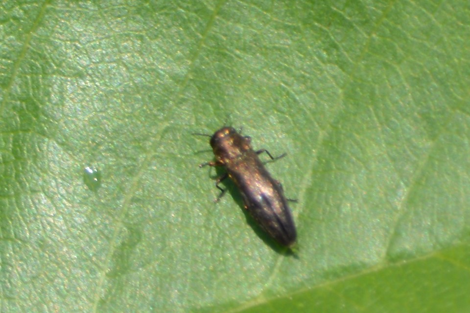 Agrilus