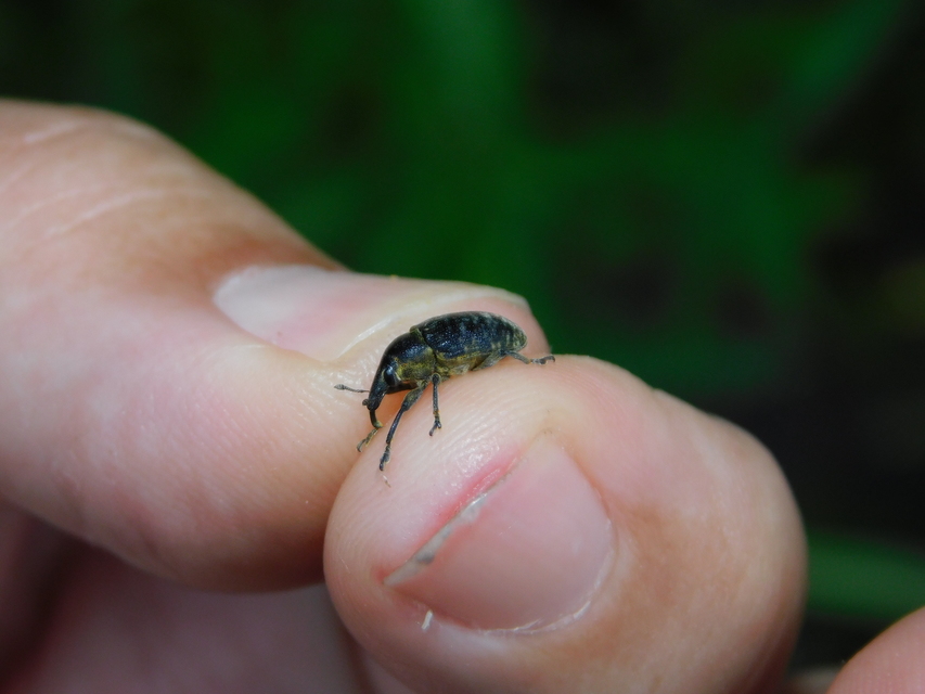 Larinus turbinatus - kúposorrú púderbarkó
